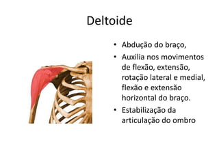 Deltoide
• Abdução do braço,
• Auxilia nos movimentos
de flexão, extensão,
rotação lateral e medial,
flexão e extensão
horizontal do braço.
• Estabilização da
articulação do ombro
 
