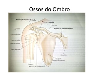 Ossos do Ombro
 