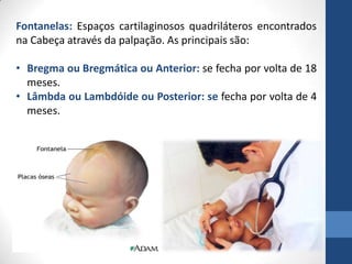 Fontanelas: Espaços cartilaginosos quadriláteros encontrados
na Cabeça através da palpação. As principais são:
• Bregma ou Bregmática ou Anterior: se fecha por volta de 18
meses.
• Lâmbda ou Lambdóide ou Posterior: se fecha por volta de 4
meses.
 