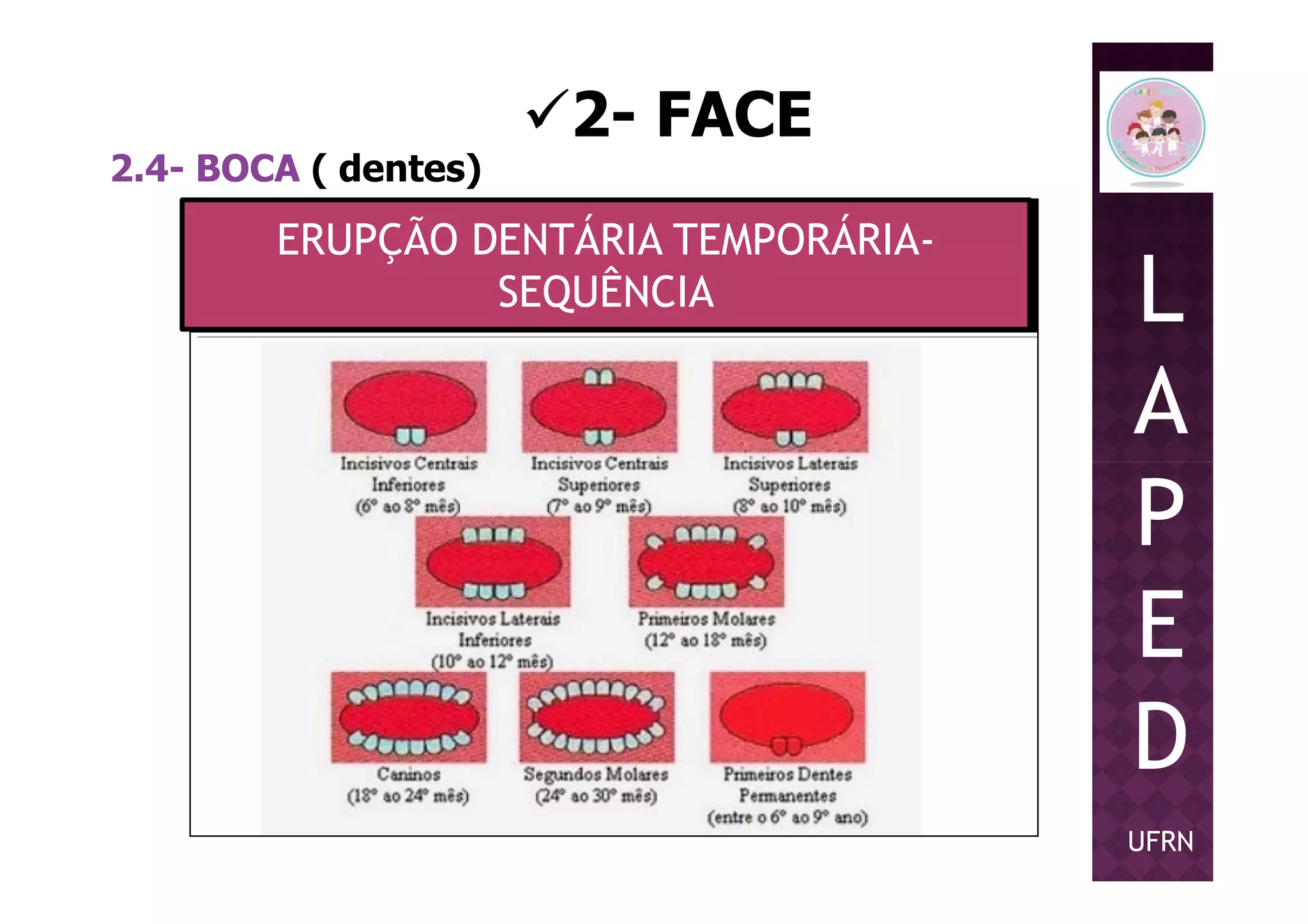 2- FACE
2.4- BOCA ( dentes)
ERUPÇÃO DENTÁRIA TEMPORÁRIA-
SEQUÊNCIA L
A
PP
E
D
UFRN
 