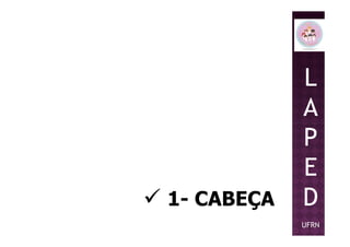 L
A
P
1- CABEÇA
P
E
D
UFRN
 