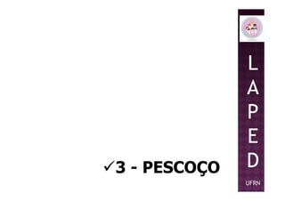 L
A
P
3 - PESCOÇO
P
E
D
UFRN
 