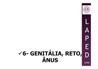L
A
P
6- GENITÁLIA, RETO,
ÂNUS
P
E
D
UFRN
 