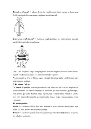 Frontal ou Coronal => planos de secção paralelos aos planos ventral e dorsal, que
divide o corpo de forma a separar os planos ventral e dorsal.




Transversal ou Horizontal => planos de secção paralelos aos planos cranial e podal,
que divide o corpo horizontalmente.




Obs.: Toda secção do corpo feita por planos paralelos ao plano mediano é uma secção
sagital, e os planos de secção são também chamados sagitais*.
* nome sagital se deve ao fato de seguir a direção da sutura sagital (em forma de seta)
entre os ossos parietais.
5. Termos de Posição
Os termos de posição indicam proximidade aos planos de inscrição ou ao plano de
secção mediano. São termos comparativos e indicam que uma estrutura é, por exemplo,
mais cranial que outra. Nenhum órgão ou estrutura é simplesmente cranial ou ventral
pois estes planos são tangentes e portanto estão fora do corpo e surgem apenas como
referência.
Termos de posição:
Medial => a estrutura que se situa mais próxima ao plano mediano em relação a uma
outra. Ex. dedo mínimo em relação ao polegar.
Lateral => a estrutura que se situa mais próxima ao plano lateral (direito ou esquerdo)
em relação a uma outra.
 