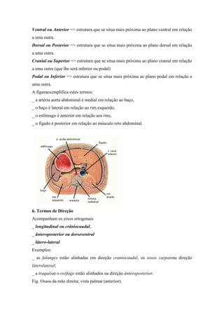 Ventral ou Anterior => estrutura que se situa mais próxima ao plano ventral em relação
a uma outra.
Dorsal ou Posterior => estrutura que se situa mais próxima ao plano dorsal em relação
a uma outra.
Cranial ou Superior => estrutura que se situa mais próxima ao plano cranial em relação
a uma outra (que lhe será inferior ou podal)
Podal ou Inferior => estrutura que se situa mais próxima ao plano podal em relação a
uma outra.
A figuraexemplifica estes termos:
_ a artéria aorta abdominal é medial em relação ao baço,
_ o baço é lateral em relação ao rim esquerdo,
_ o estômago é anterior em relação aos rins,
_ o fígado é posterior em relação ao músculo reto abdominal.




6. Termos de Direção
Acompanham os eixos ortogonais
_ longitudinal ou crâniocaudal,
_ ânteroposterior ou dorsoventral
_ látero-lateral
Exemplos:
_ as falanges estão alinhadas em direção craniocaudal, os ossos carpaisna direção
láterolateral;
_ a traquéiae o esôfago estão alinhados na direção ânteroposterior.
Fig. Ossos da mão direita; vista palmar (anterior).
 