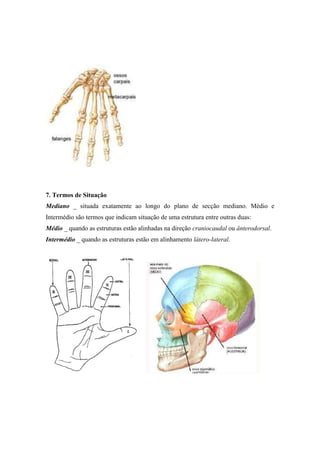 7. Termos de Situação
Mediano _ situada exatamente ao longo do plano de secção mediano. Médio e
Intermédio são termos que indicam situação de uma estrutura entre outras duas:
Médio _ quando as estruturas estão alinhadas na direção craniocaudal ou ânterodorsal.
Intermédio _ quando as estruturas estão em alinhamento látero-lateral.
 