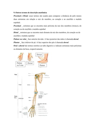9. Outros termos de descrição anatômica
Proximal e Distal. esses termos são usados para comparar a distância de pelo menos
duas estruturas em relação a raiz do membro, ao coração e ao encéfalo e medula
espinhal.
Proximal _ estrutura que se encontra mais próxima da raiz dos membros (tronco), do
coração ou do encéfalo e medula espinhal
Distal _ estrutura que se encontra mais distante da raiz dos membros, do coração ou do
encéfalo e medula espinhal
Palmar ou volar_ face anterior da mão. A face posterior das mãos é chamada dorsal.
Plantar _ face inferior do pé. A face superior dos pés é chamada dorsal.
Oral e aboral são termos restritos ao tubo digestivo e indicam estruturas mais próximas
ou distantes da boca, respectivamente.
 