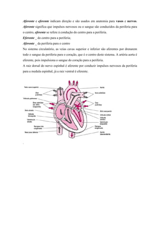 Aferente e eferente indicam direção e são usados em anatomia para vasos e nervos.
Aferente significa que impulsos nervosos ou o sangue são conduzidos da periferia para
o centro, eferente se refere à condução do centro para a periferia.
Eferente _ do centro para a periferia;
Aferente _ da periferia para o centro
No sistema circulatório, as veias cavas superior e inferior são aferentes por drenarem
todo o sangue da periferia para o coração, que é o centro deste sistema. A artéria aorta é
eferente, pois impulsiona o sangue do coração para a periferia.
A raiz dorsal do nervo espinhal é aferente por conduzir impulsos nervosos da periferia
para a medula espinhal, já a raiz ventral é eferente.




.
 