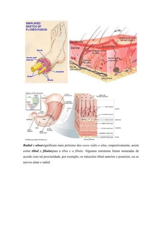 Radial e ulnarsignificam mais próximo dos ossos rádio e ulna, respectivamente, assim
como tibial e fibularpara a tíbia e a fíbula. Algumas estruturas foram nomeadas de
acordo com tal proximidade, por exemplo, os músculos tibial anterior e posterior, ou os
nervos ulnar e radial.
 
