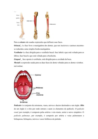 Para os dentes são usadas expressões que definem suas faces.
Oclusal_ é a face livre e mastigadora dos dentes, que nos incisivos e caninos encontra-
se reduzida a uma simples borda mastigadora.
Vestibular é a face dirigida para o vestíbulo bucal: face labial a que está voltada para os
lábios; face bucal a que está voltada para a bochecha.
Lingual _ face oposta à vestibular, está dirigida para a cavidade da boca.
Mesialé a expressão usada para as duas faces do dente voltadas para os dentes vizinhos.
nervoulnar.




Pedículo é o conjunto de estruturas, vasos, nervos e ductos destinados a um órgão. Hilo
de um órgão é o sítio por onde entram e saem os elementos do pedículo. O pedículo
renal, por exemplo, é composto pelas artéria e veia renais, ureter e nervo simpático. O
pedículo pulmonar, por exemplo, é composto por artéria e veias pulmonares e
brônquicas, brônquios, nervos e vasos linfáticos do pulmão.
 
