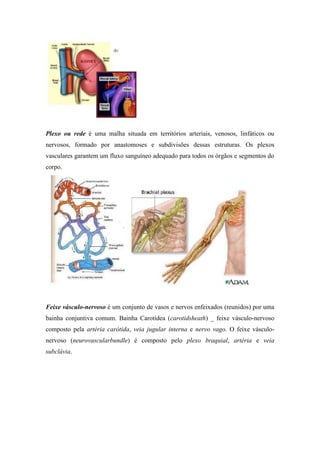 Plexo ou rede é uma malha situada em territórios arteriais, venosos, linfáticos ou
nervosos, formado por anastomoses e subdivisões dessas estruturas. Os plexos
vasculares garantem um fluxo sanguíneo adequado para todos os órgãos e segmentos do
corpo.




Feixe vásculo-nervoso é um conjunto de vasos e nervos enfeixados (reunidos) por uma
bainha conjuntiva comum. Bainha Carotídea (carotidsheath) _ feixe vásculo-nervoso
composto pela artéria carótida, veia jugular interna e nervo vago. O feixe vásculo-
nervoso (neurovascularbundle) é composto pelo plexo braquial, artéria e veia
subclávia.
 