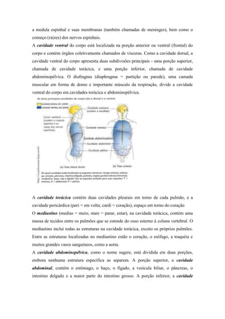 a medula espinhal e suas membranas (também chamadas de meninges), bem como o
começo (raízes) dos nervos espinhais.
A cavidade ventral do corpo está localizada na porção anterior ou ventral (frontal) do
corpo e contém órgãos coletivamente chamados de vísceras. Como a cavidade dorsal, a
cavidade ventral do corpo apresenta duas subdivisões principais - uma porção superior,
chamada de cavidade torácica, e uma porção inferior, chamada de cavidade
abdominopélvica. O diafragma (diaphragma = partição ou parede), uma camada
muscular em forma de domo e importante músculo da respiração, divide a cavidade
ventral do corpo em cavidades torácica e abdominopélvica.




A cavidade torácica contém duas cavidades pleurais em torno de cada pulmão, e a
cavidade pericárdica (peri = em volta; cardi = coração), espaço em torno do coração
O mediastino (medias = meio; stare = parar, estar), na cavidade torácica, contém uma
massa de tecidos entre os pulmões que se estende do osso esterno à coluna vertebral. O
mediastino inclui todas as estruturas na cavidade torácica, exceto os próprios pulmões.
Entre as estruturas localizadas no mediastino estão o coração, o esôfago, a traquéia e
muitos grandes vasos sanguíneos, como a aorta.
A cavidade abdominopélvica, como o nome sugere, está dividida em duas porções,
embora nenhuma estrutura específica as separem. A porção superior, a cavidade
abdominal, contém o estômago, o baço, o fígado, a vesícula biliar, o pâncreas, o
intestino delgado e a maior parte do intestino grosso. A porção inferior, a cavidade
 