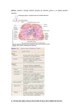 pélvica, contém a bexiga urinária, porções do intestino grosso e os órgãos genitais
internos.




E. NÍVEIS DE ORGANIZAÇÃO ESTRUTURAL DO CORPO HUMANO
 