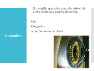 Conjuntiva
É o epitélio que cobre a porção visível do
globo ocular com exceção da córnea.
Cor.
Congestão.
secreção - muco purulenta.
 