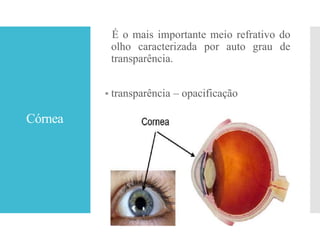 Córnea
É o mais importante meio refrativo do
olho caracterizada por auto grau de
transparência.
 transparência – opacificação
 