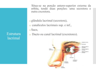 Estrutura
lacrimal
Situa-se na porção antero-superior externa da
orbita, tendo duas porções: uma secretora e
outra excretora.
o glândula lacrimal (secretora),
o canalículos lacrimais sup. e inf.,
o Saco,
o Ducto ou canal lacrimal (excretores).
 