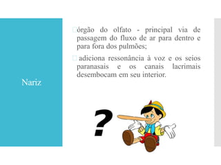 Nariz
órgão do olfato - principal via de
passagem do fluxo de ar para dentro e
para fora dos pulmões;
 adiciona ressonância à voz e os seios
paranasais e os canais lacrimais
desembocam em seu interior.
 