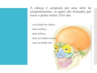 A cabeça é composta por uma série de
compartimentos, os quais são formados por
ossos e partes moles. Eles são:
 a cavidade do crânio;
 duas orelhas;
 duas órbitas;
 duas cavidades nasais;
 uma cavidade oral.
 