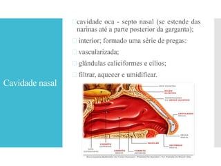 Cavidade nasal
cavidade oca - septo nasal (se estende das
narinas até a parte posterior da garganta);
 interior; formado uma série de pregas:
 vascularizada;
 glândulas caliciformes e cílios;
 filtrar, aquecer e umidificar.
 