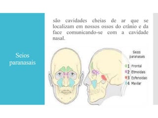 Seios
paranasais
são cavidades cheias de ar que se
localizam em nossos ossos do crânio e da
face comunicando-se com a cavidade
nasal.
 