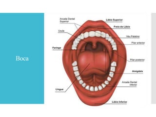 Boca
 
