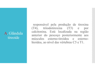 A. Glândula
tireoide
responsável pela produção de tiroxina
(T4), triiodotiroxina (T3) e por
calcitonina. Está localizada na região
anterior do pescoço posteriormente aos
músculos esterno-tiroideu e esterno-
hioideu, ao nível das vértebras C5 e T1.
 