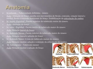  M.deltoide - Tuberosidade deltóidea - úmero
 Ação: Abdução do braço, auxilia nos movimentos de flexão, extensão, rotação lateral e
medial, flexão e extensão horizontal do braço. Estabilização da articulação do ombro
 M. Supra –Espinhal - Faceta superior do tubérculo maior do úmero.
 Ação: Abdução do braço
 M. Infra – Espinhal - Faceta média do tubérculo maior do úmero
 Ação: Rotação lateral do braço
 M. Redondo Menor -Faceta inferior do tubérculo maior do úmero
 Ação: Rotação lateral e adução do braço
 M. Redondo Maior -Crista do tubérculo menor do úmero
 Ação: Rotação medial, adução e extensão da articulação do ombro
 M. Subscápular - Tubérculo menor
 Ação: Rotação medial e adução do braço
 