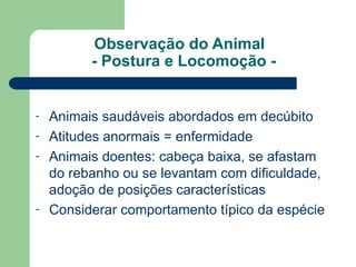 Observação do Animal
- Postura e Locomoção -
- Animais saudáveis abordados em decúbito
- Atitudes anormais = enfermidade
- Animais doentes: cabeça baixa, se afastam
do rebanho ou se levantam com dificuldade,
adoção de posições características
- Considerar comportamento típico da espécie
 