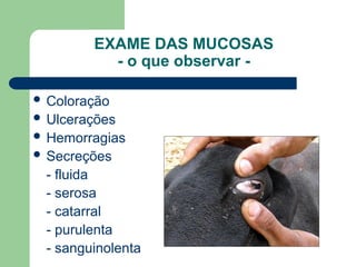 EXAME DAS MUCOSAS
- o que observar -
 Coloração
 Ulcerações
 Hemorragias
 Secreções
- fluida
- serosa
- catarral
- purulenta
- sanguinolenta
 