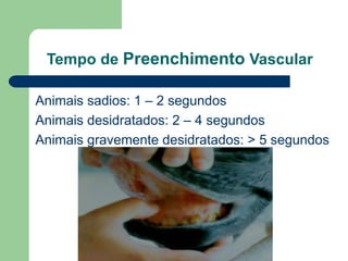 Tempo de Preenchimento Vascular
Animais sadios: 1 – 2 segundos
Animais desidratados: 2 – 4 segundos
Animais gravemente desidratados: > 5 segundos
 