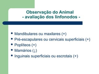 Observação do Animal
- avaliação dos linfonodos -
 Mandibulares ou maxilares (+)
 Pré-escapulares ou cervicais superficiais (+)
 Poplíteos (+)
 Mamários (↓)
 Inguinais superficiais ou escrotais (+)
 