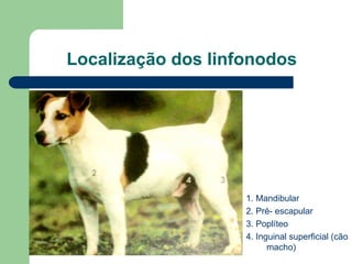 Localização dos linfonodos
1. Mandibular
2. Pré- escapular
3. Poplíteo
4. Inguinal superficial (cão
macho)
 