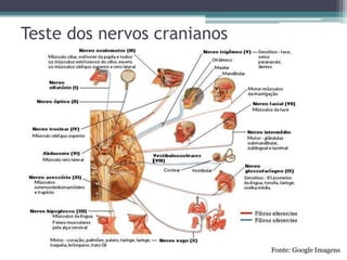 Teste dos nervos cranianos
Fonte: Google Imagens
 