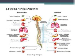 2. Sistema Nervoso Periférico
2.1 Nervos Cranianos
• 12 pares
2.2 Nervos Espinhais
• 31 pares
Fonte: Google Imagens
 