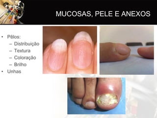 MUCOSAS, PELE E ANEXOS


• Pêlos:
   – Distribuição
   – Textura
   – Coloração
   – Brilho
• Unhas
 