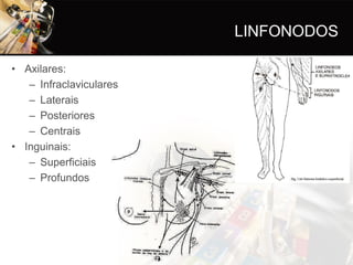 LINFONODOS

• Axilares:
   – Infraclaviculares
   – Laterais
   – Posteriores
   – Centrais
• Inguinais:
   – Superficiais
   – Profundos
 