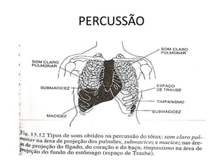 PERCUSSÃO
 