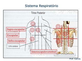 Sistema Respiratório
Prof. Camilo
Supra-escapular
Escapular
Infra-escapular
Interescapulovertebral
 