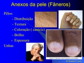 Anexos da pele (Fâneros)
Pêlos:
- Distribuição
- Textura
- Coloração ( canície)
- Brilho
- Espessura
Unhas
Dr Ricardo F. Cury
 