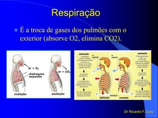 Respiração
 É a troca de gases dos pulmões com o
exterior (absorve O2, elimina CO2).
Dr Ricardo F. Cury
 