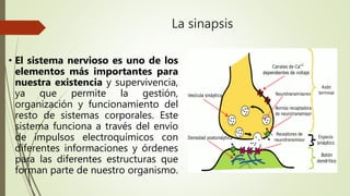 La sinapsis
• El sistema nervioso es uno de los
elementos más importantes para
nuestra existencia y supervivencia,
ya que permite la gestión,
organización y funcionamiento del
resto de sistemas corporales. Este
sistema funciona a través del envío
de impulsos electroquímicos con
diferentes informaciones y órdenes
para las diferentes estructuras que
forman parte de nuestro organismo.
 