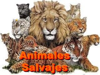 Animales
Animales
Salvajes
Salvajes
 
