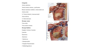Irrigación
Arteria subclavia
Arteria torácica interna y perforantes
Ramas mamarias mediales e intercostales ant.
Arteria axilar
A. Toracica lateral y toracoacromial
Aorta torácica
A. Intercostal post.
Drenaje venoso
Vena axilar
Vena torácica interna
Drenaje linfático
Ganglios Axilares Centrales
Laterales
Posteriores
Anteriores
• Subclavios
• Interpectorales
• Ganglios Paraesternales
• Subdiafragmáticos
 