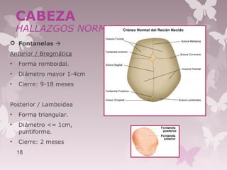  Fontanelas 
Anterior / Bregmática
• Forma romboidal.
• Diámetro mayor 1-4cm
• Cierre: 9-18 meses
Posterior / Lamboidea
• Forma triangular.
• Diámetro <= 1cm,
puntiforme.
• Cierre: 2 meses
18
CABEZA
HALLAZGOS NORMALES
 