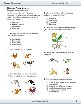 Examen Diagnóstico Cuarto grado 2019-2020
CicloEscolar.mx ® 2019 7
Ciencias Naturales Pág. 1
Subraya la respuesta correcta
1.- Forma parte del cuerpo de los seres
humanos y de algunos animales, como perros,
gatos y aves. Otros animales carecen de él,
como los gusanos.
a) El cerebro.
b) Brazos y piernas.
c) El esqueleto.
d) La sangre.
2.- Animales que se clasifican por comer la
carne de otros animales.
a) Herbívoros.
b) Carnívoros.
c) Omnívoros.
d) Insectívoros.
3.- Elige el animal que es herbívoro.
4.- Animal acuático que respira de manera
similar a nosotros ya que tiene pulmones.
5.- ¿Cómo se les llama a las plantas que
elaboran su propio alimento?
a) Autótrofas.
b) Heterótrofas.
c) Omnívoras.
d) Cocineras.
6.- ¿Con qué parte la planta absorbe el agua
y las sales minerales para alimentarse?
7.- ¿Cuál de los siguientes es un desecho
inorgánico?
8.- Son ejemplos de recursos naturales
a) El aire, el agua, el viento, las plantas y
los animales.
b) La gasolina, el plástico, el papel.
c) La tela, la electricidad, el azúcar.
d) La ropa, los muebles, las
computadoras.
 