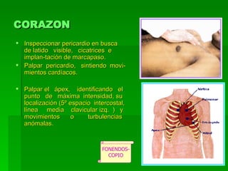 CORAZON Inspeccionar pericardio en busca de latido  visible,  cicatrices  e implan-tación de marcapaso.  Palpar  pericardio,  sintiendo  movi-mientos cardíacos.  Palpar el  ápex,  identificando  el punto  de  máxima  intensidad, su localización (5º espacio  intercostal, línea  media  clavicular izq.  )  y movimientos  o  turbulencias anómalas.  FONENDOS- COPIO 