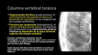 Columna vertebral torácica
✓Degeneración del disco puede provocar el
estrechamiento del espacio en disco y el
desarrollo de osteofitos en los márgenes de
los cuerpos vertebrales
✓Fractura por compresión (osteoporosis), el
cuerpo vertebral pierde altura. Las fracturas
por compresión muy comúnmente primero
implican la depresión de la placa terminal
superior del cuerpo vertebral
Cuerpos vertebrales torácicos son de
rectangular, y la placa final de cada cuerpo vertebral
es paralela a la placa terminal del cuerpo vertebral
por encima y por debajo.
Cada espacio del disco intervertebral se vuelve un
poco más alto o permanece igual que el que está
sobre él.
 