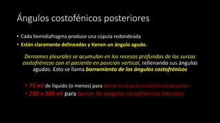 Ángulos costofénicos posteriores
• Cada hemidiafragma produce una cúpula redondeada
• Están claramente delineados y tienen un ángulo agudo.
Derrames pleurales se acumulan en los recesos profundos de los surcos
costofrénicos con el paciente en posición vertical, rellenando sus ángulos
agudos. Esto se llama borramiento de los ángulos costofrénicos
• 75 ml de líquido (o menos) para borrar el ángulo costofrénico posterior
• 250 a 300 ml para borrar los ángulos costofrénicos laterales
 