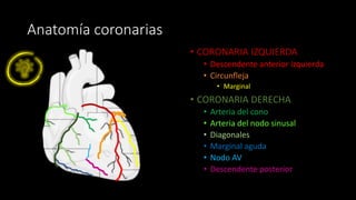 Anatomía coronarias
• CORONARIA IZQUIERDA
• Descendente anterior izquierda
• Circunfleja
• Marginal
• CORONARIA DERECHA
• Arteria del cono
• Arteria del nodo sinusal
• Diagonales
• Marginal aguda
• Nodo AV
• Descendente posterior
 