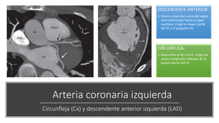 Arteria coronaria izquierda
Circunfleja (Cx) y descendente anterior izquierda (LAD)
DESCENDENTE ANTERIOR.
• Corre a nivel del surco del septo
interventricular hacia el ápex
cardiaco. Irriga la mayor parte
del VI y el paquete AV.
CIRCUNFLEJA.
• Pasa entre el AI y el VI. Irriga los
vasos marginales obtusos de la
pared lateral del VI.
 